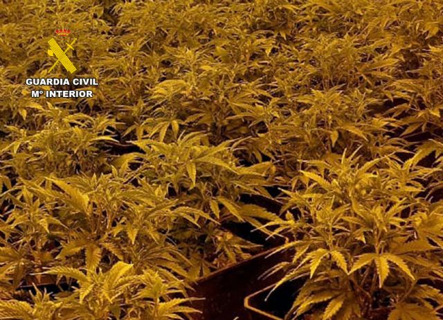 La Guardia Civil desmantela en una vivienda de Beniel un invernadero de marihuana