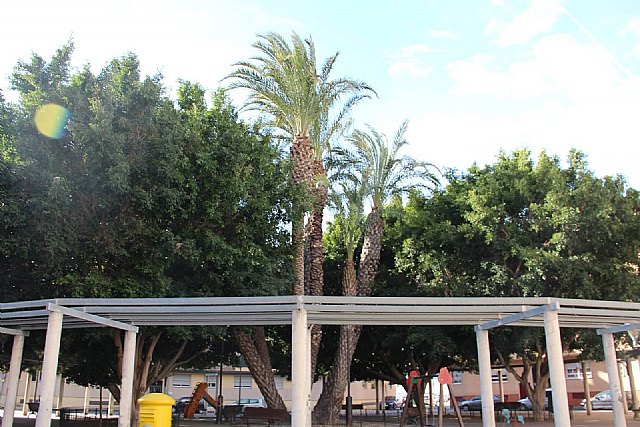 Comunicado Ayuntamiento en relación a la caída de una palmera