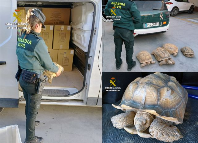 La Guardia Civil recupera 9 tortugas de gran tamaño robadas de un criadero en Beniel
